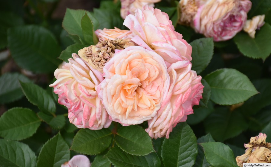 'Amaretto ® (floribunda, Kordes 2004/18)' rose photo