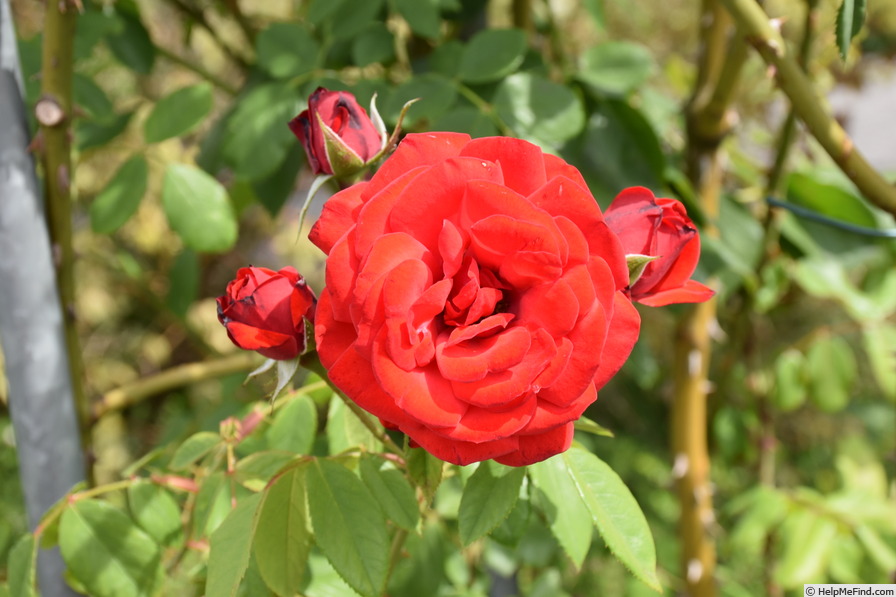 'Phare' rose photo