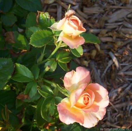 'Samaritan' rose photo