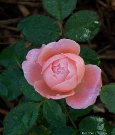 'Ma Perkins' rose photo