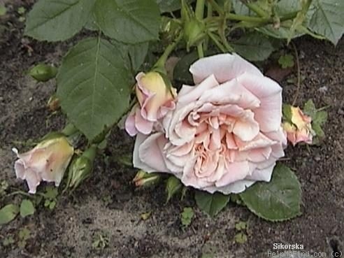 'Morning Greeting' rose photo