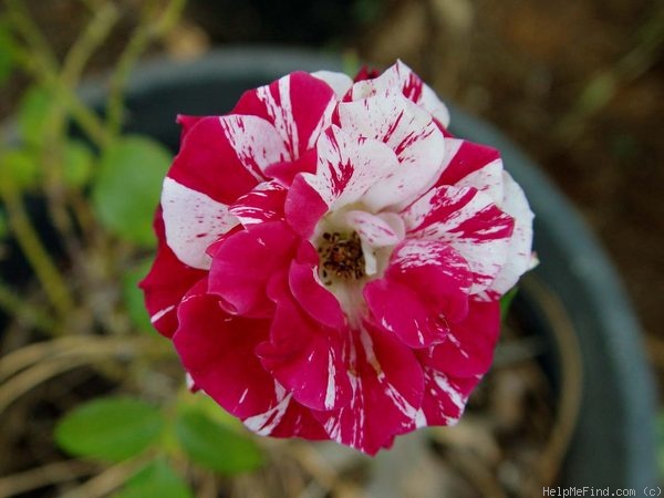 'Painter's Palette' rose photo