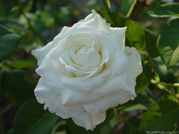 'Victorian Lace' rose photo