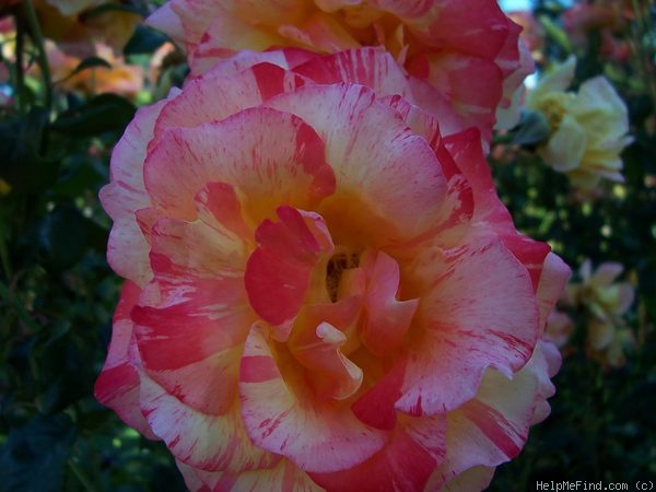 'Tropical Sunset ™ (hybrid tea, McGredy, 1988)' rose photo