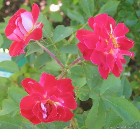 'Cherries 'n' Cream™ (shrub, Zary 2005)' rose photo