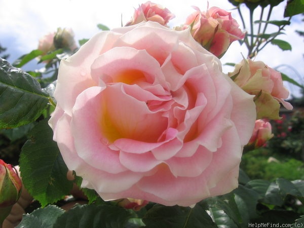 'César ® (climber, Meilland, 1993)' rose photo