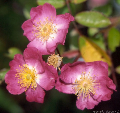 'Charlotte Kemp' rose photo