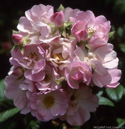 'Cherub' rose photo