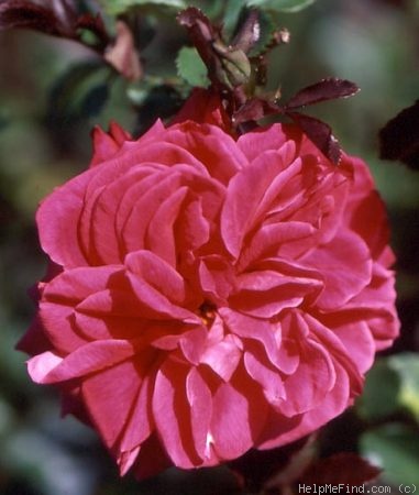 'Conrad O'Neal' rose photo