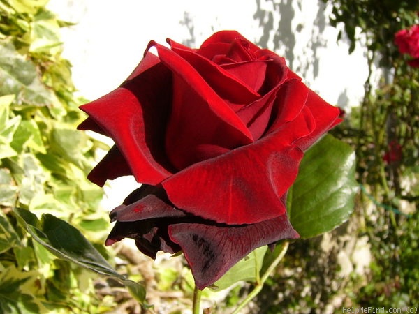 'Salammbô' rose photo