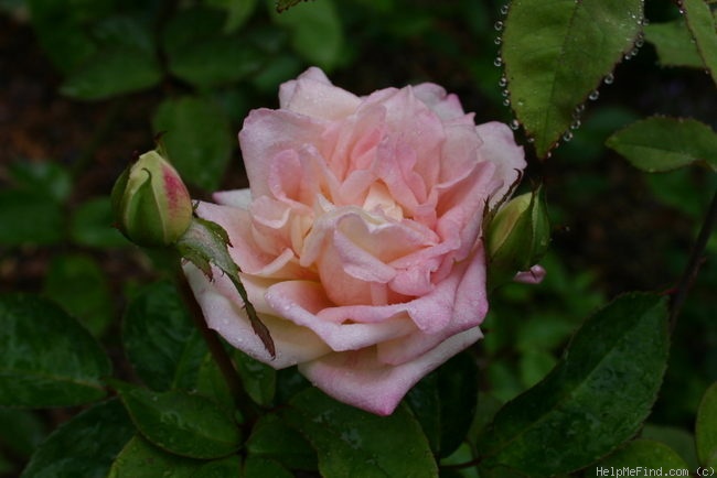 'Marie van Houtte' rose photo