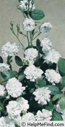 'Koster Blanc' rose photo