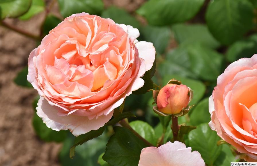 'Duftjuwel ®' rose photo