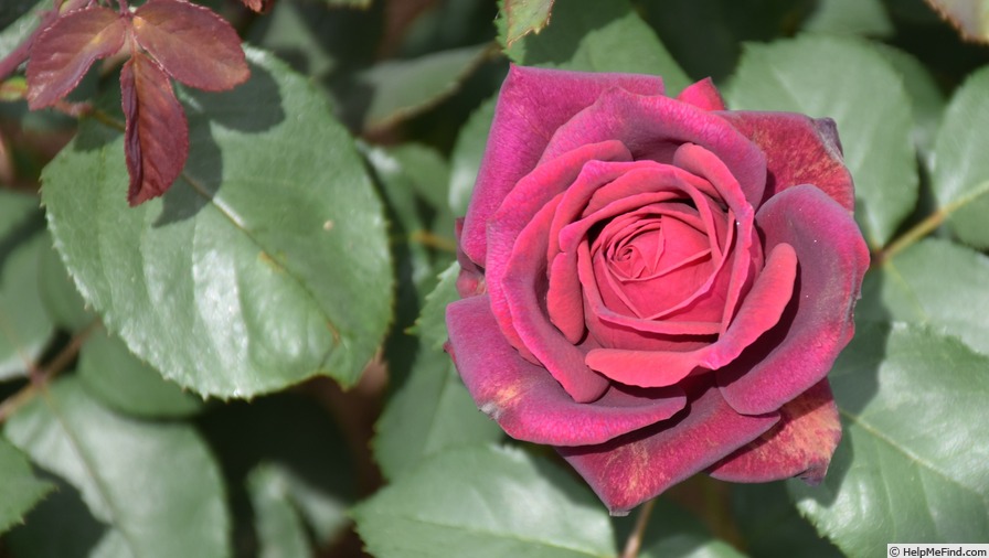 'Gräfin Diana ®' rose photo