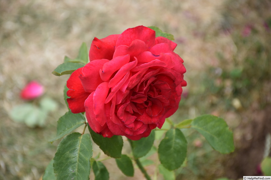 'Alec's Red® (hybrid tea, Cocker, 1970)' rose photo