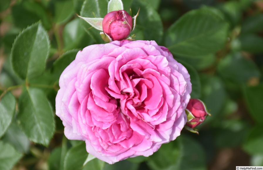 'Jennifer Rose' rose, click to enlarge 'Jennifer Rose' rose photo