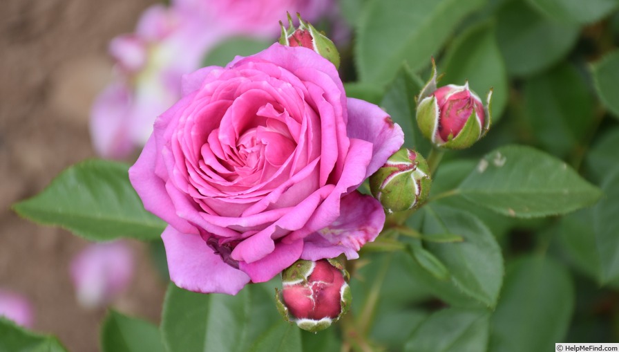 'Jennifer Rose' rose photo