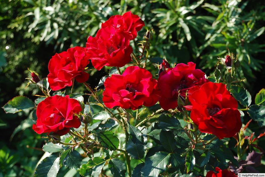 'Hans Christian Andersen' rose photo