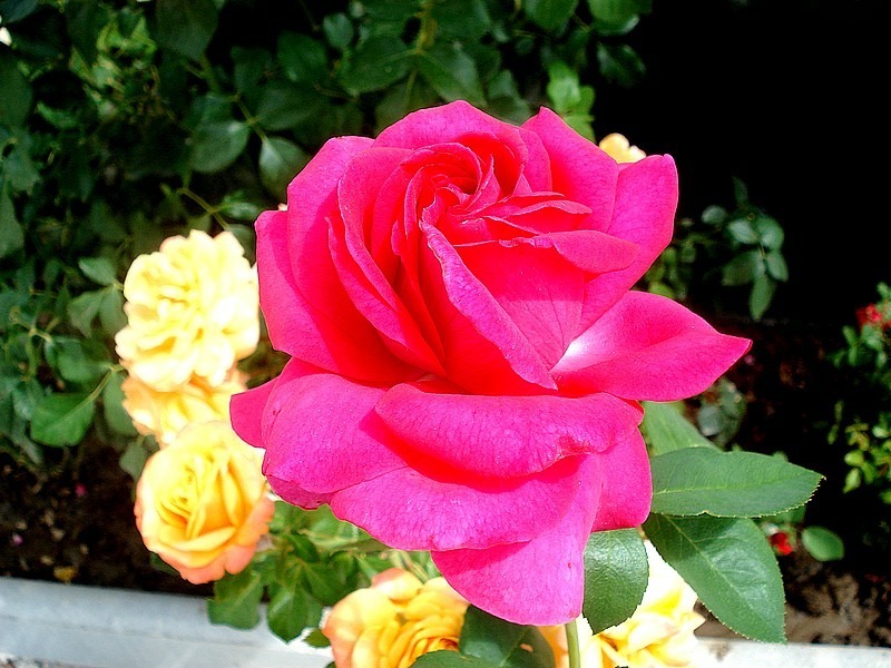 'Charme de Bezouotte ®' rose photo