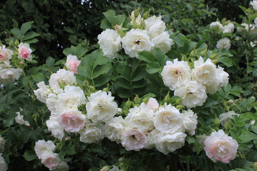 'Ritausma' rose photo