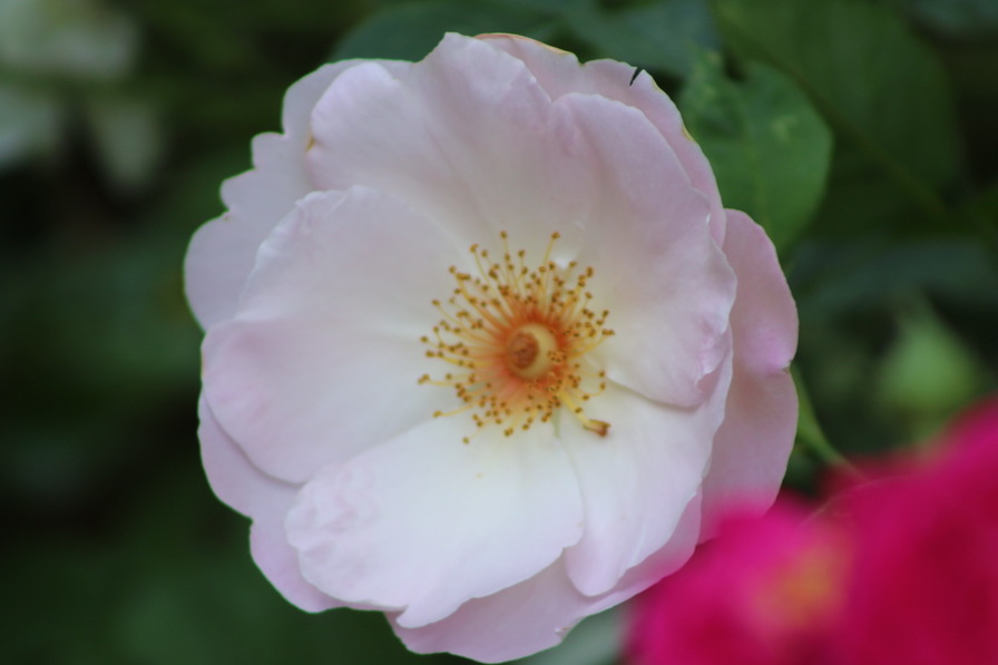 'Elfenreigen' rose photo