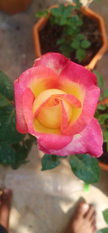 'Orient Express (hybrid tea, Lim & Twomey, 1991)' rose photo