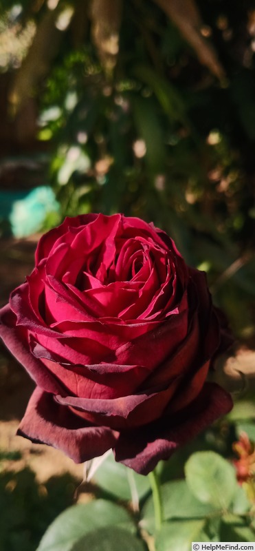 'Ashwini '89' rose photo