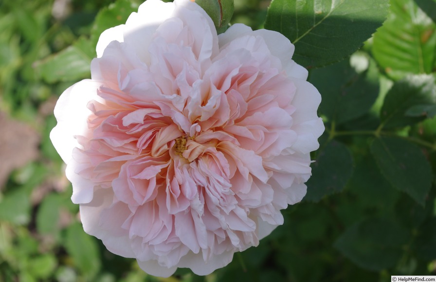 'Tea Clipper' rose photo