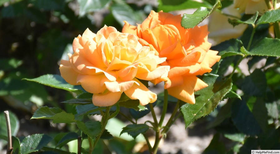 'Goldelse ® (floribunda, Evers/Tantau, 1999)' rose photo