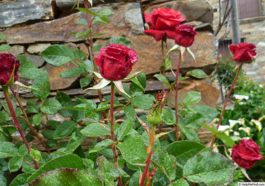 'Black Magic ® (hybrid tea, Evers/Tantau, 1995)' rose photo