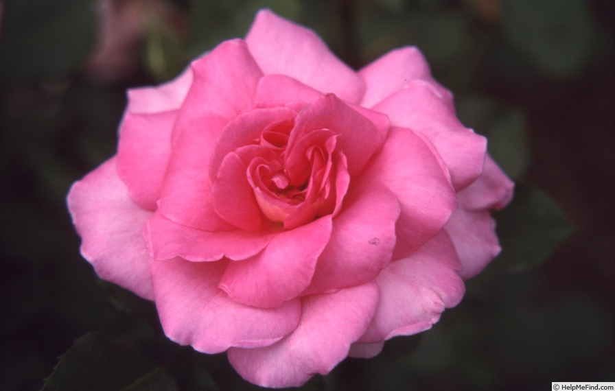 'Adair Roche' rose photo
