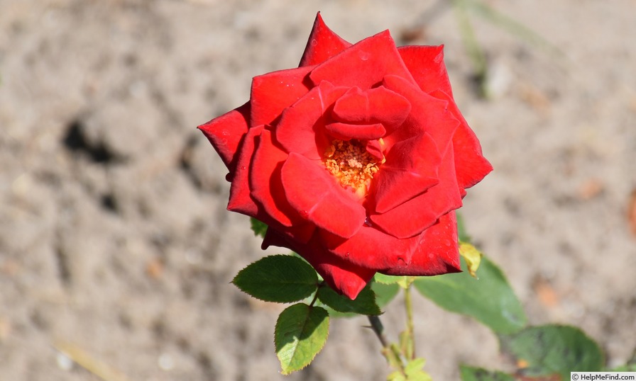 'Herzensgruss' rose photo