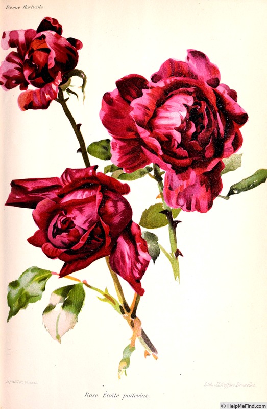 'Etoile Poitevine' rose photo