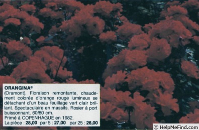 'Orangina ® (floribunda, Orard, 1983)' rose photo