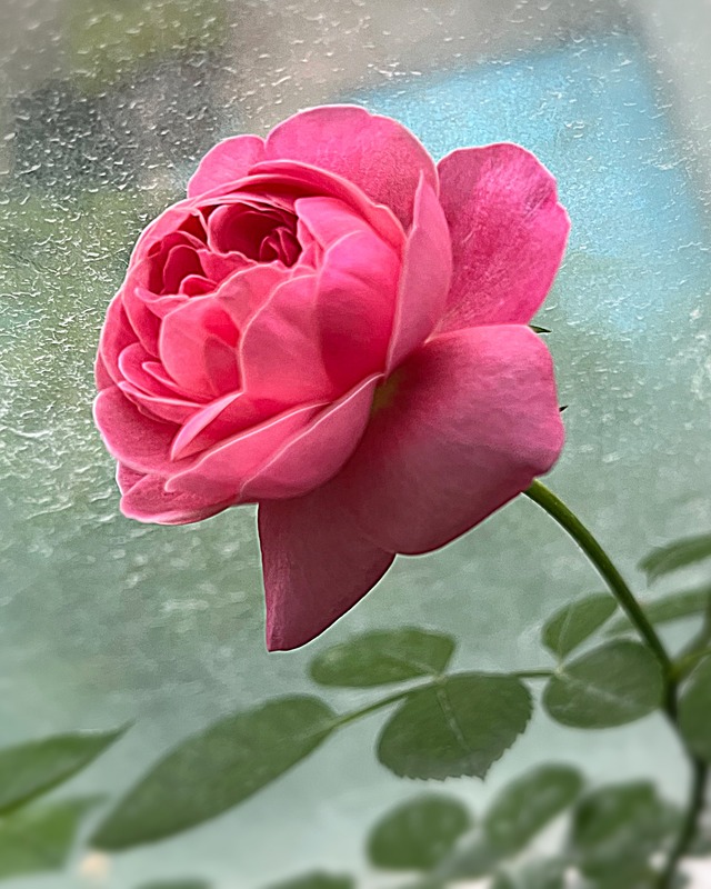'Yume-akari' rose photo
