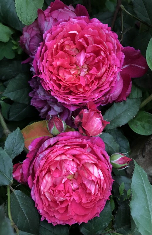 'Crédit Mutuel®' rose, click to enlarge 'Crédit Mutuel®' rose photo