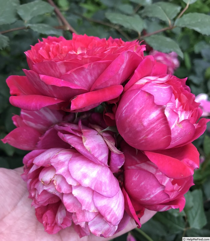 'Crédit Mutuel®' rose, click to enlarge 'Crédit Mutuel®' rose photo