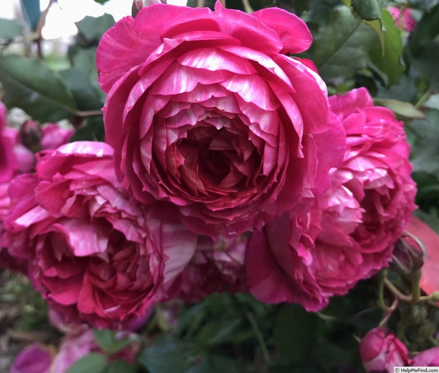 'Crédit Mutuel®' rose, click to enlarge 'Crédit Mutuel®' rose photo