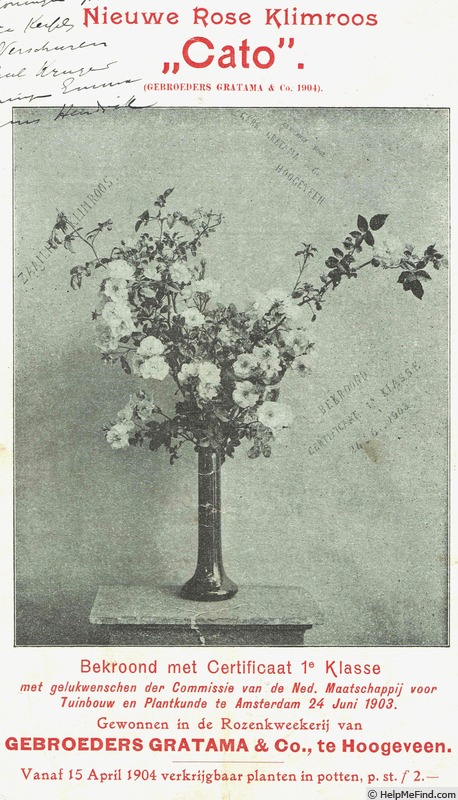 'Cato (hybrid multiflora, Gratama, 1899)' rose photo