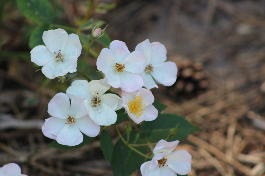 'Lucy's Rose (shrub, Scarman 2005)' rose photo
