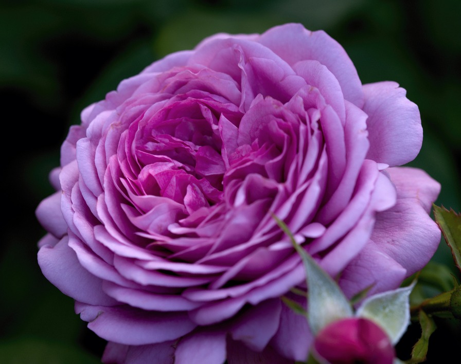 'Rose Thelma' rose photo