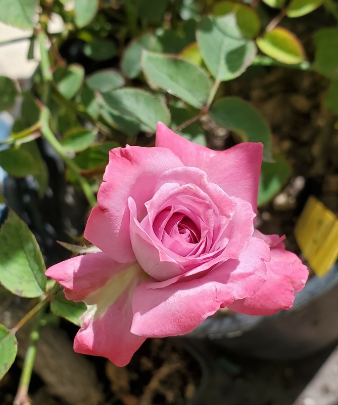 'Wistful ™' rose photo