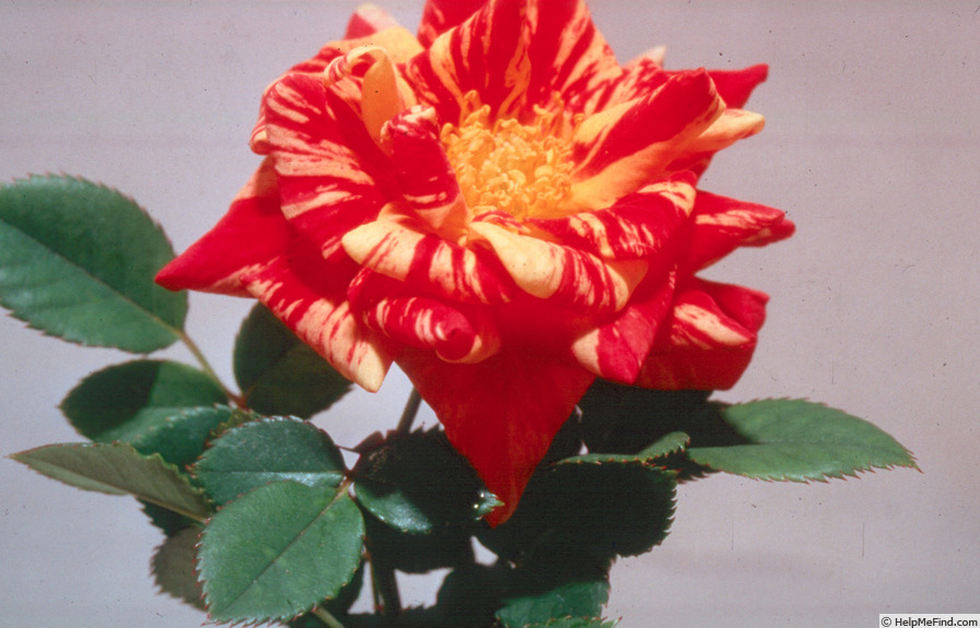 'Fall Festival ™' rose photo