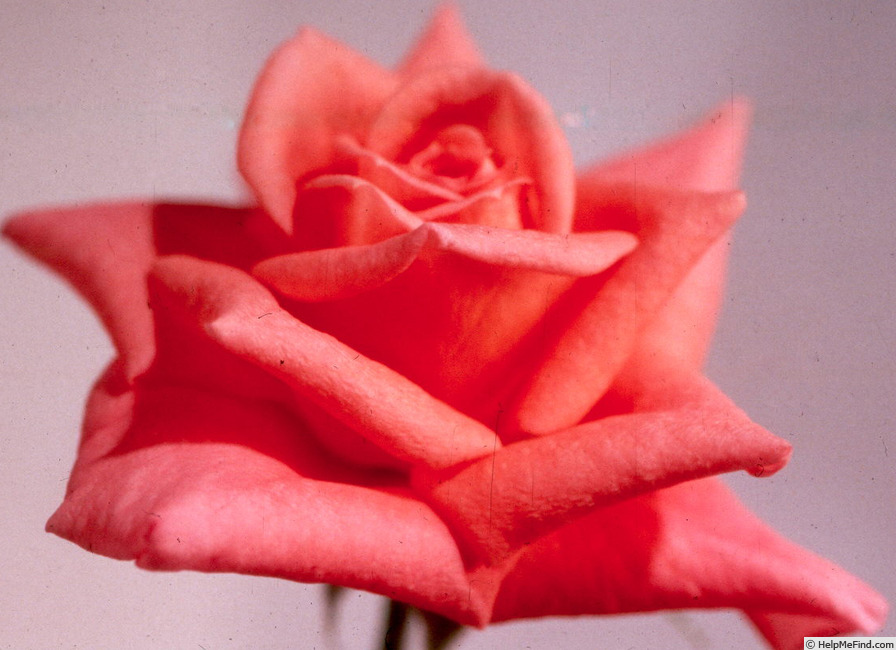 'Peach Festival ™' rose photo