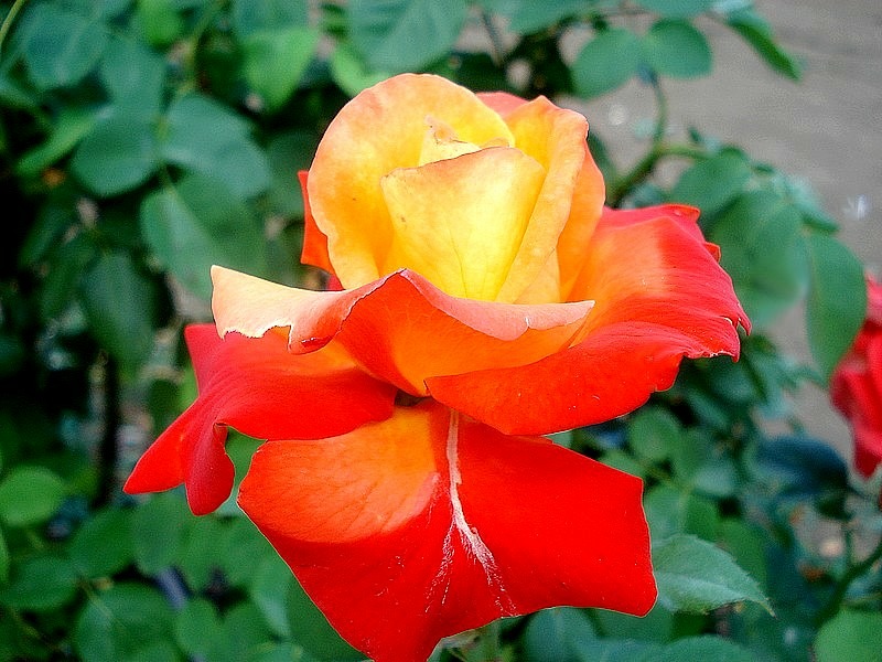 'Henryane de Chaponay ®' rose photo