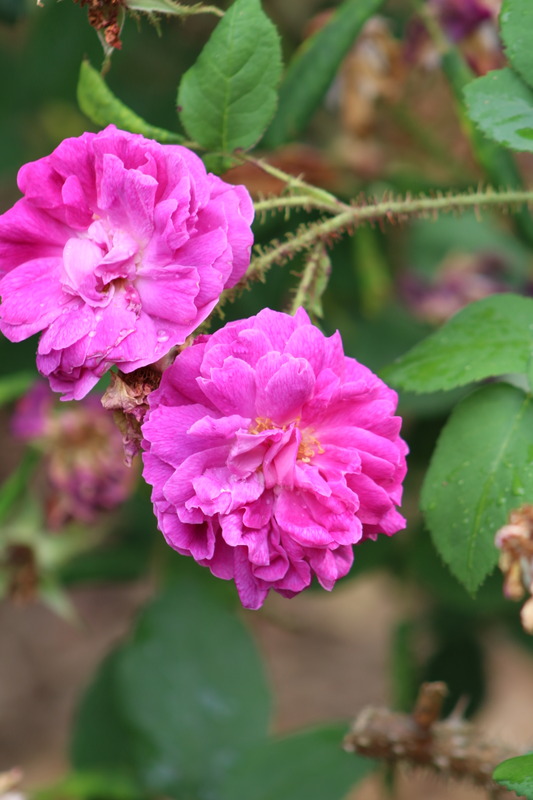 'William Lobb (Moss, Laffay 1855)' rose photo