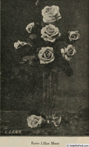 'Lillian Moore' rose photo
