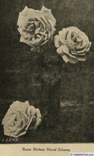 'Madame Marcel Delanney' rose photo