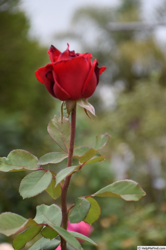 'Legend (hybrid tea, Warriner, 1986/92)' rose photo