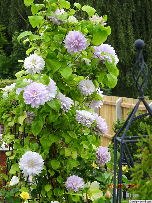 'Belle of Woking' clematis photo
